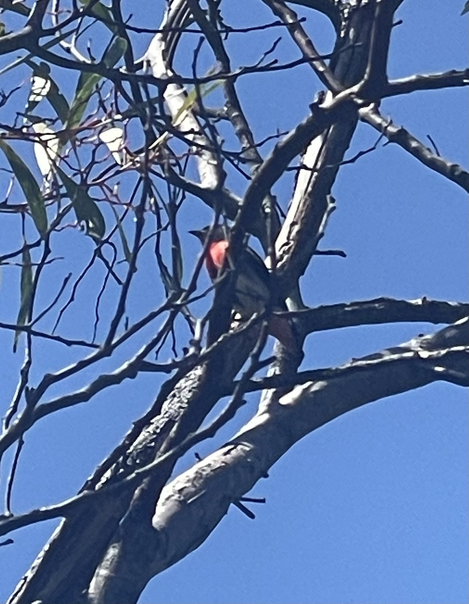 Mistletoebird - ML609205389