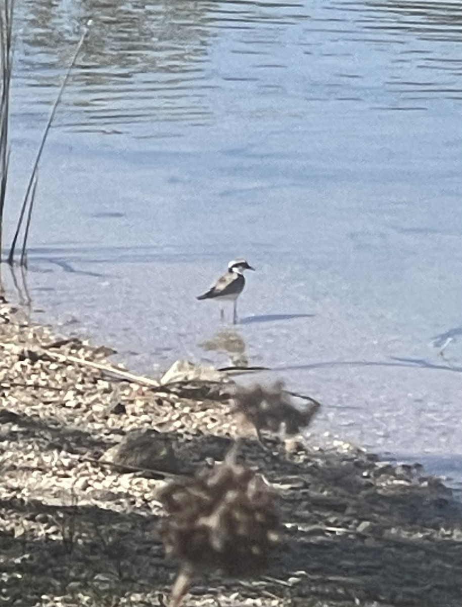 Black-fronted Dotterel - ML609205430