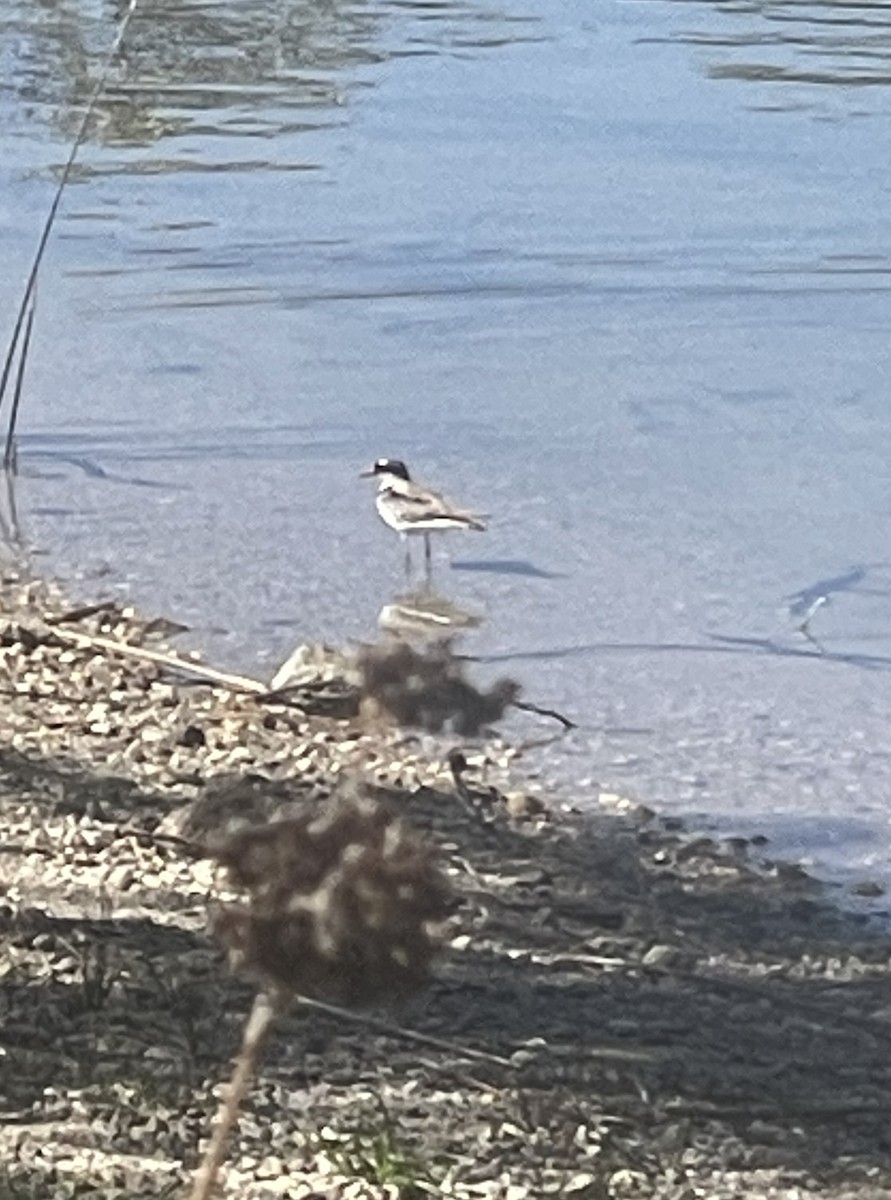 Black-fronted Dotterel - ML609205432