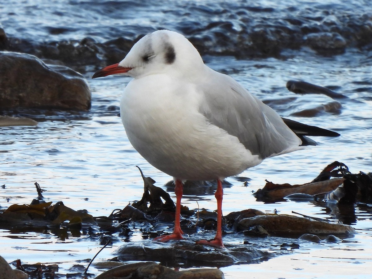 Black-headed Gull - ML609205434