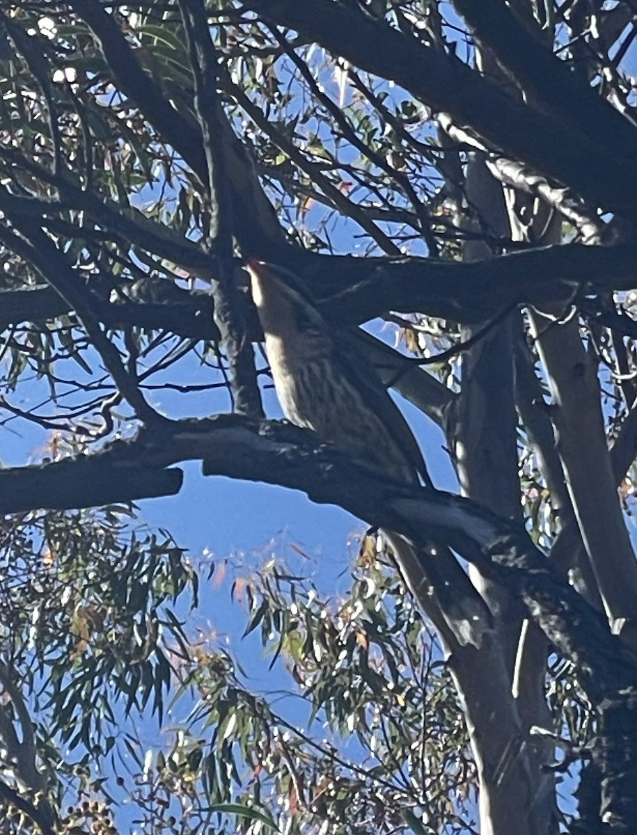 Spiny-cheeked Honeyeater - ML609205542