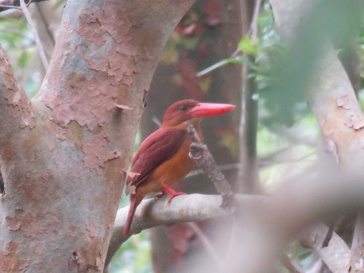 Ruddy Kingfisher - RAVI SHANKAR PARAMESHWARAN