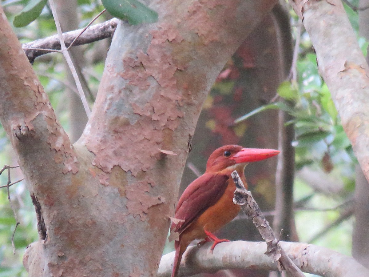 Ruddy Kingfisher - RAVI SHANKAR PARAMESHWARAN