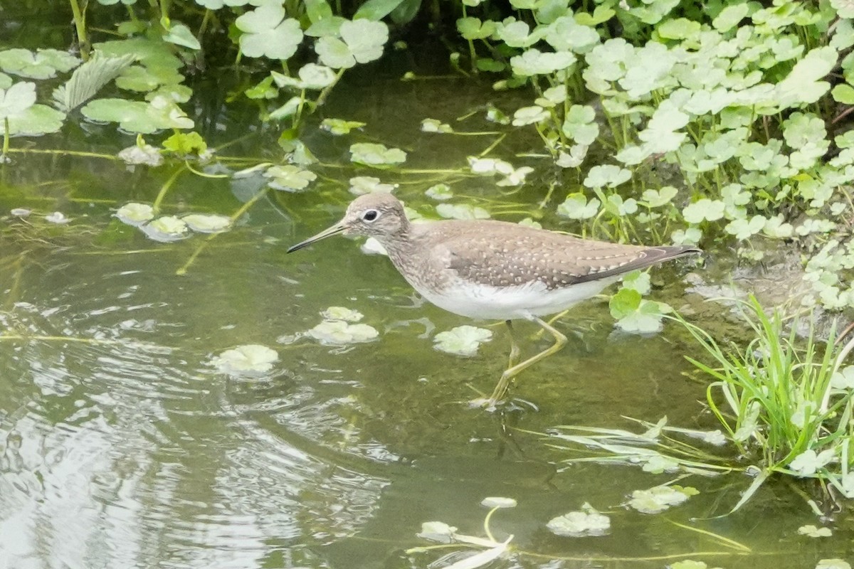 Solitary Sandpiper - ML609205654