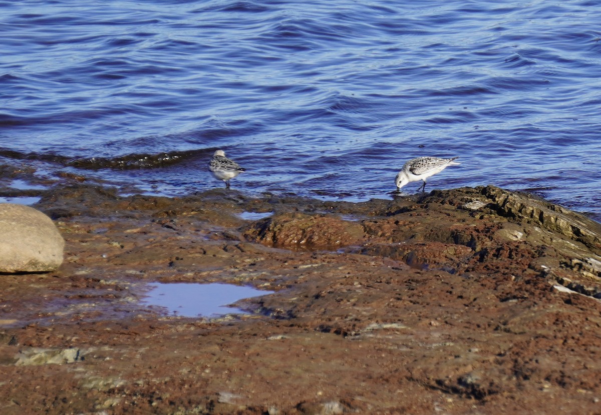 Sanderling - ML609205694