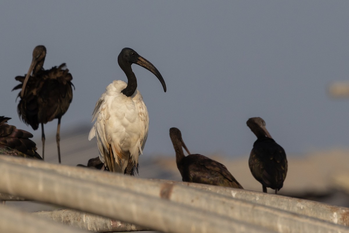 African Sacred Ibis - ML609205823