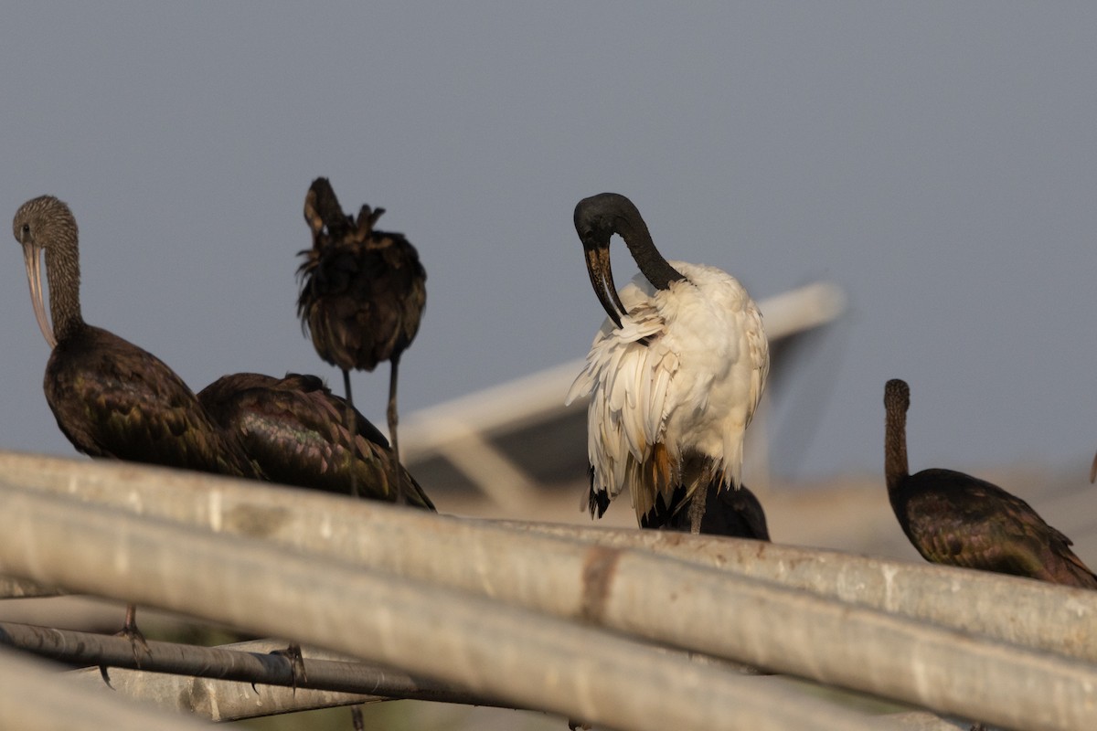 African Sacred Ibis - ML609205824