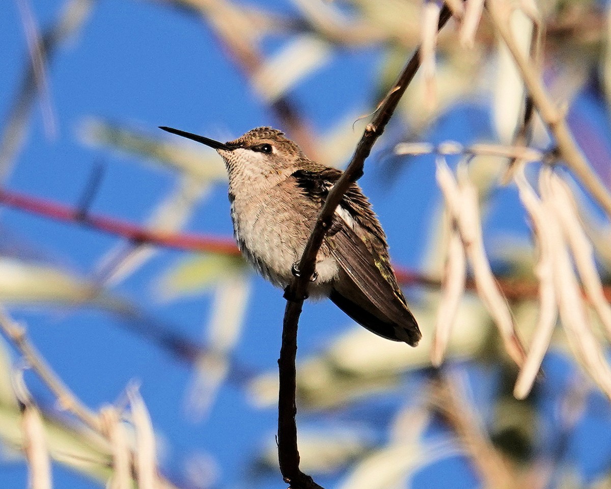 hummingbird sp. - John C Breitsch