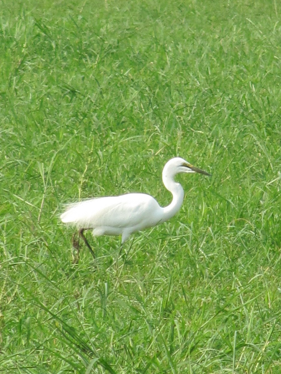 Great Egret - ML609205912