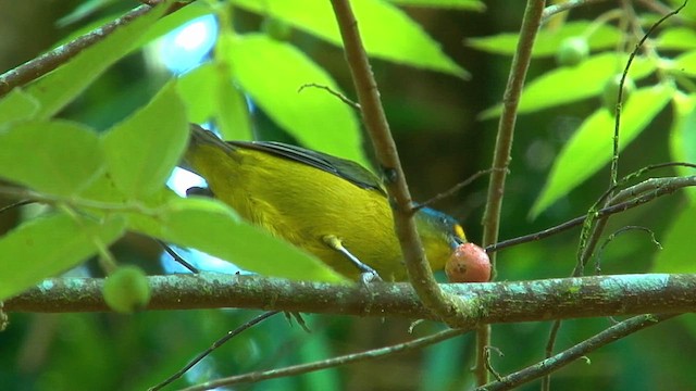 Puerto Rican Euphonia - ML609205920