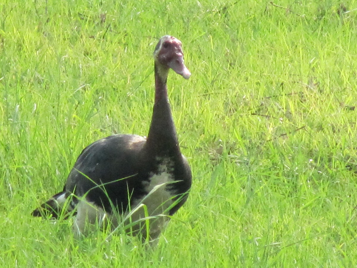 Spur-winged Goose - ML609205926
