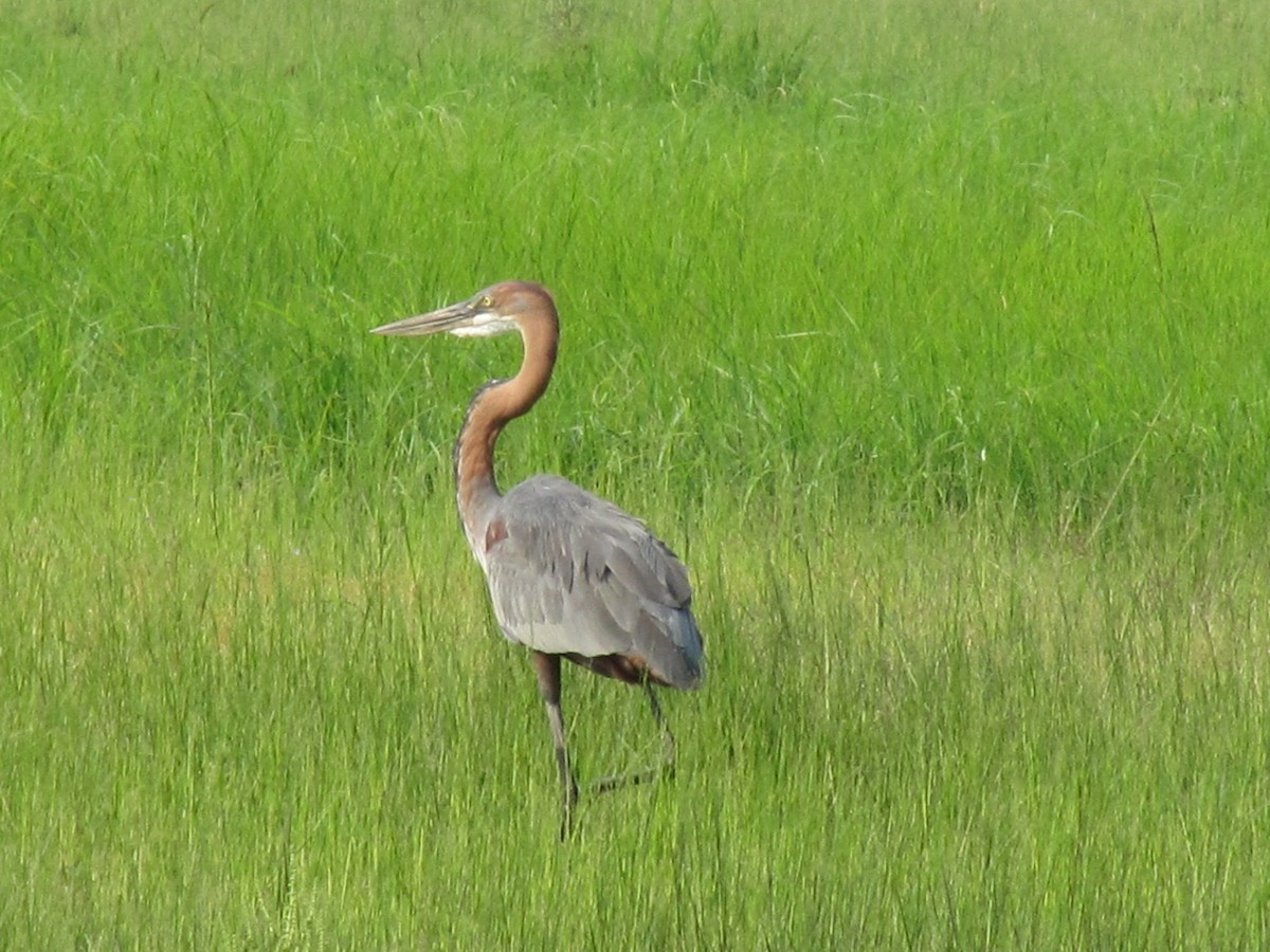 Goliath Heron - ML609205943