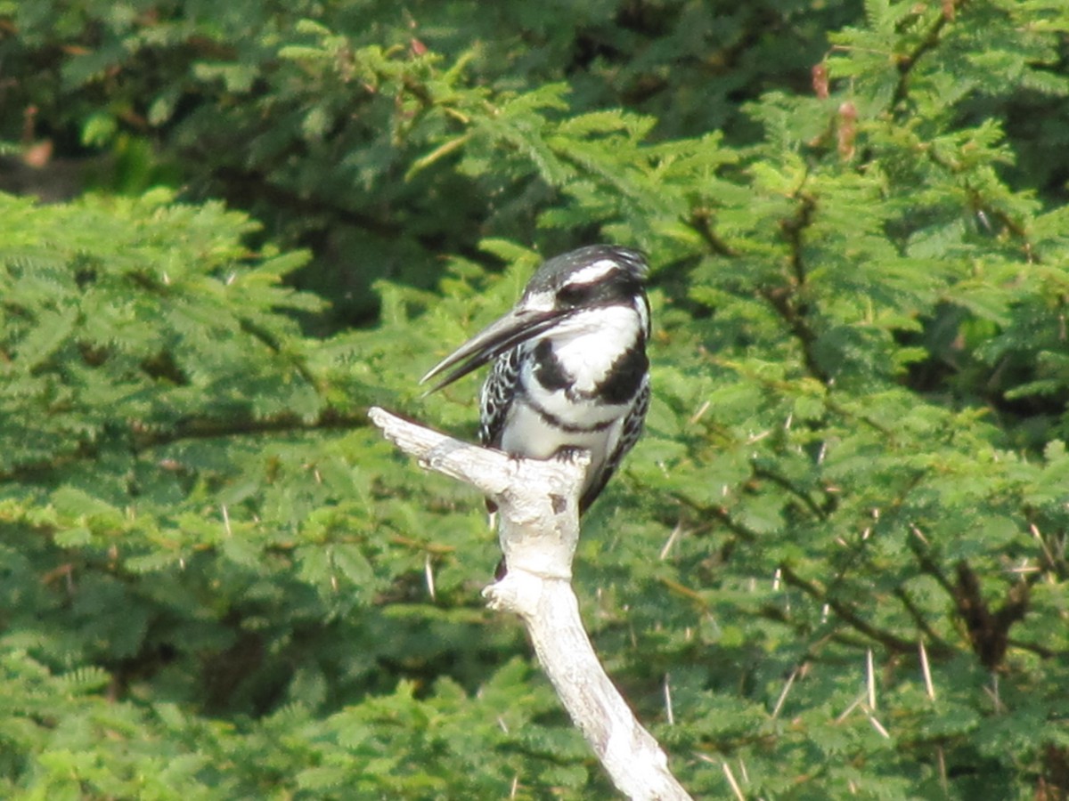 Pied Kingfisher - ML609205955