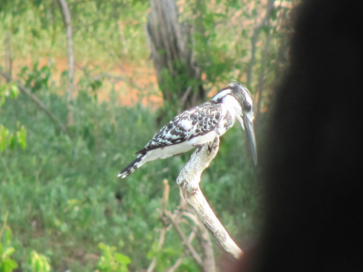 Pied Kingfisher - ML609205968