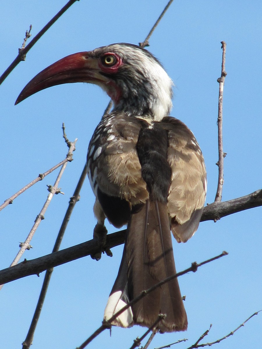 Southern Red-billed Hornbill - ML609205971