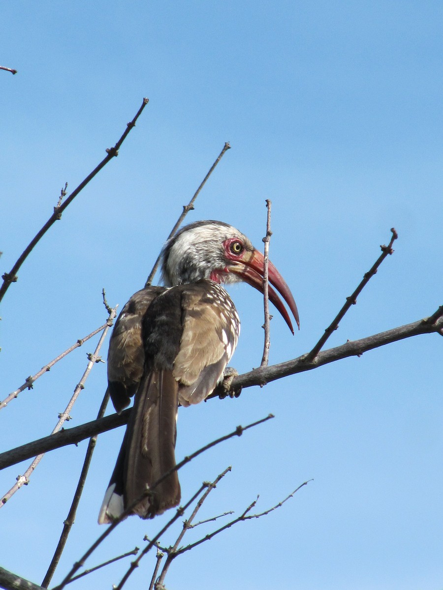 Southern Red-billed Hornbill - ML609205974