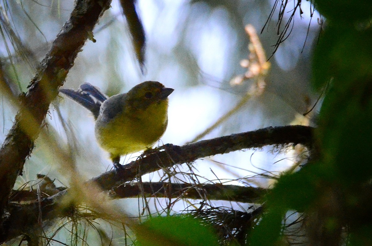 Yellow-headed Brushfinch - ML609205975