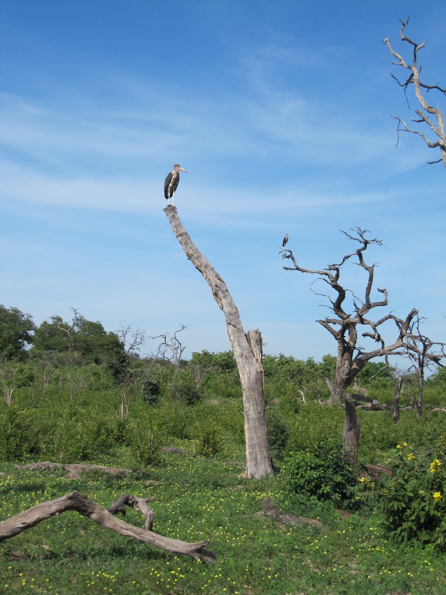 Marabou Stork - ML609205981