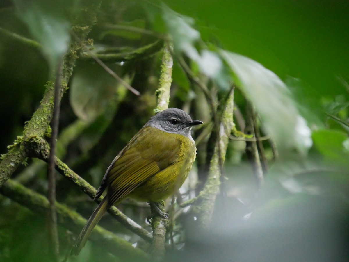 Eastern Mountain Greenbul (Olive-breasted) - ML609205982