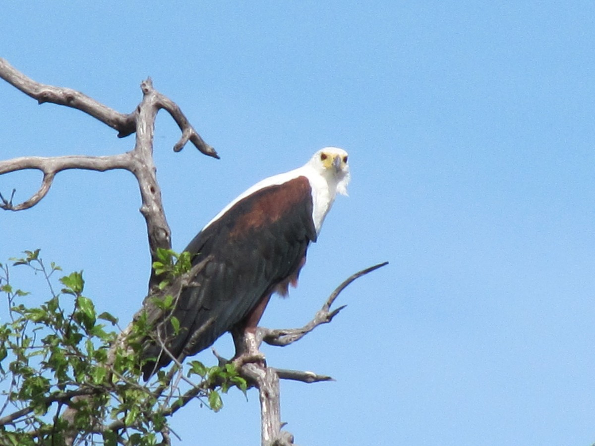 Schreiseeadler - ML609205986