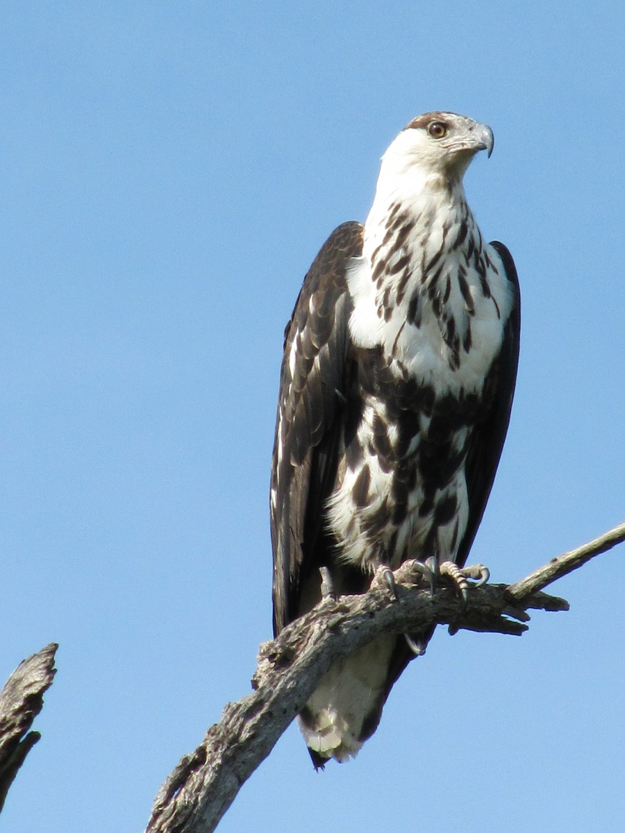 African Fish-Eagle - ML609205995