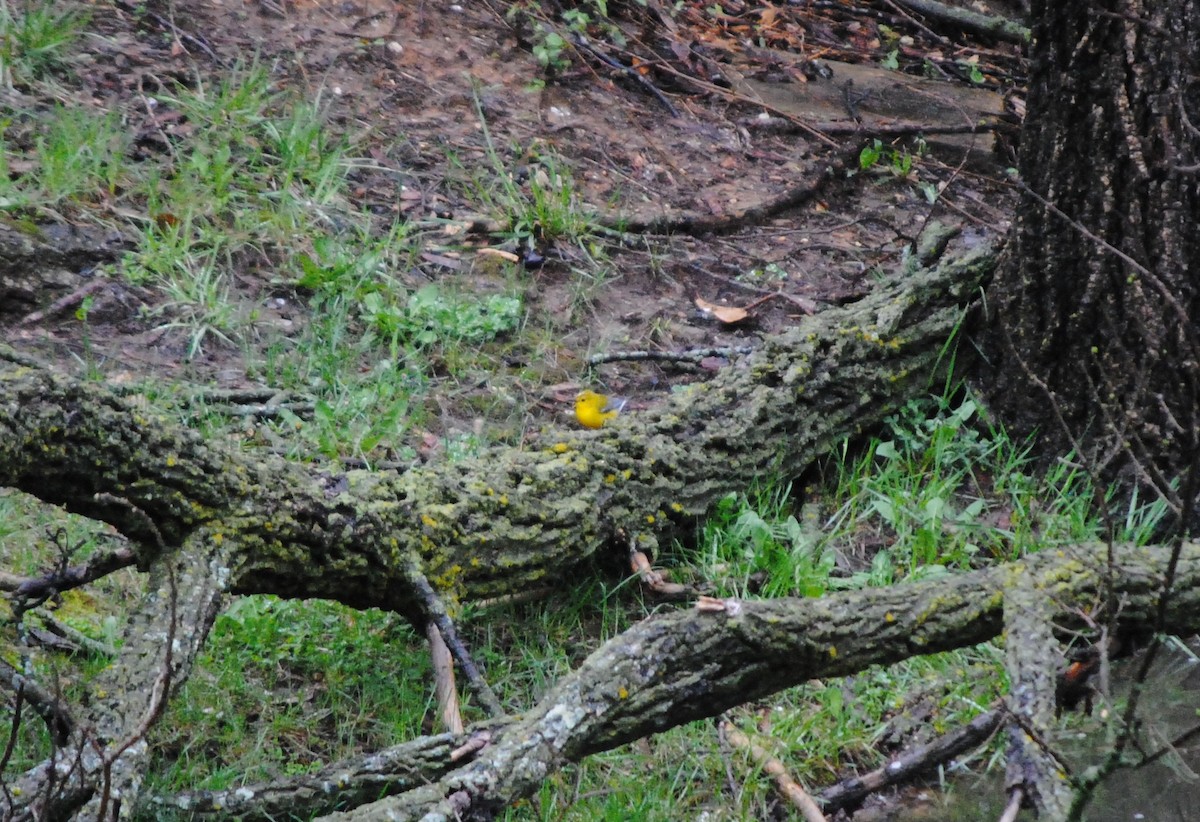 Prothonotary Warbler - Trent Smith