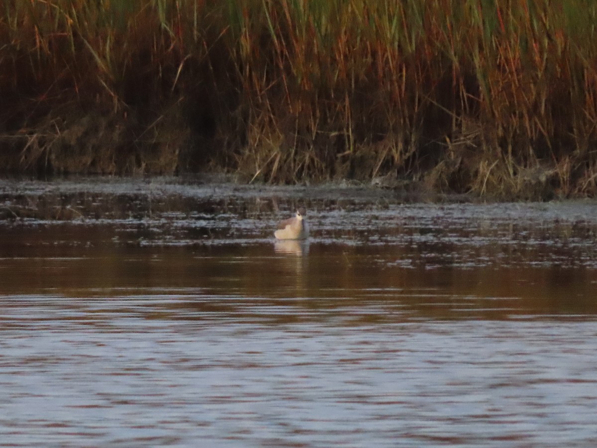 Wilson's Phalarope - ML609206020