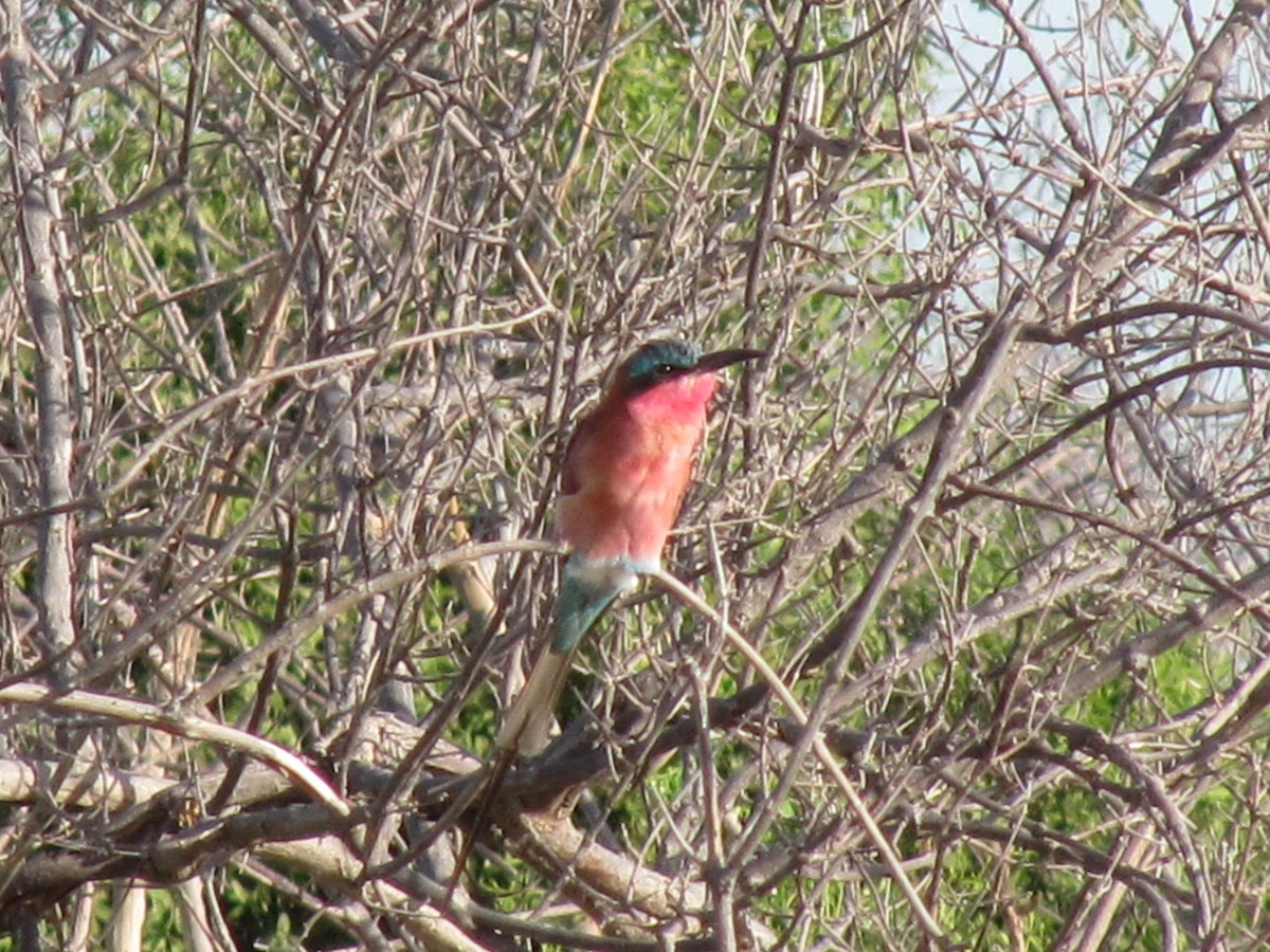 Southern Carmine Bee-eater - ML609206038