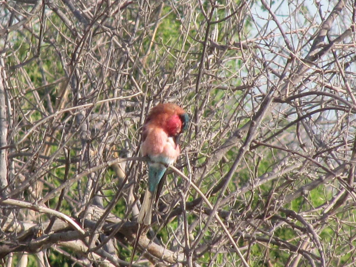 Southern Carmine Bee-eater - ML609206039