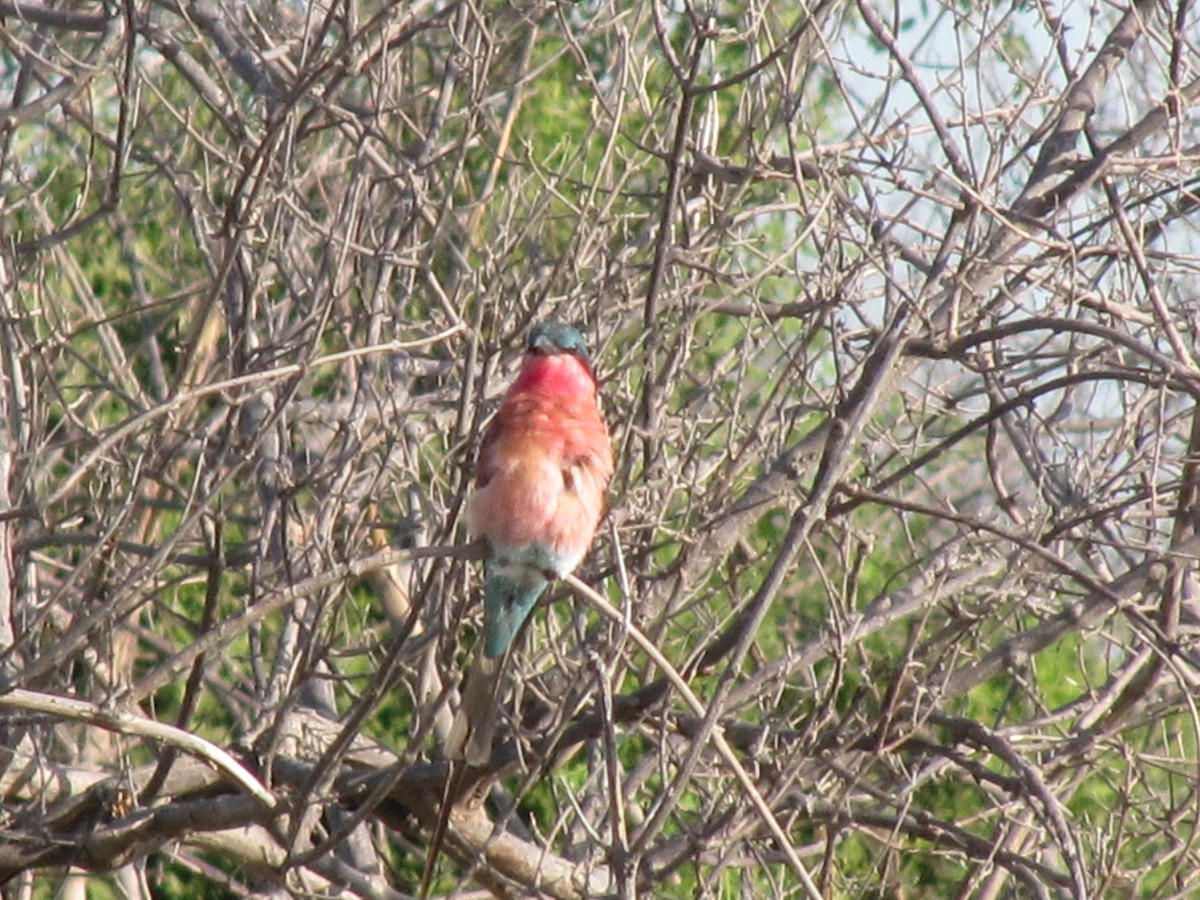 Southern Carmine Bee-eater - ML609206040