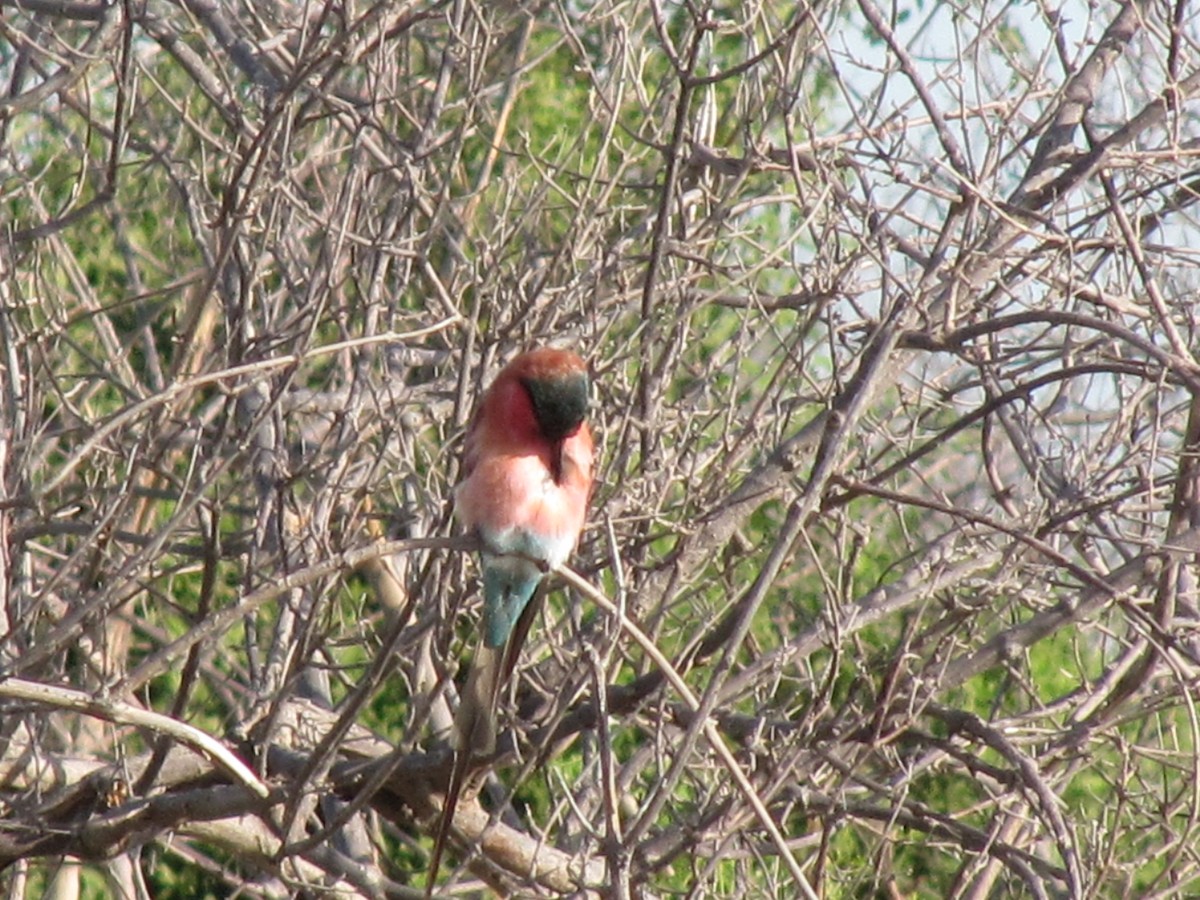 Southern Carmine Bee-eater - ML609206041