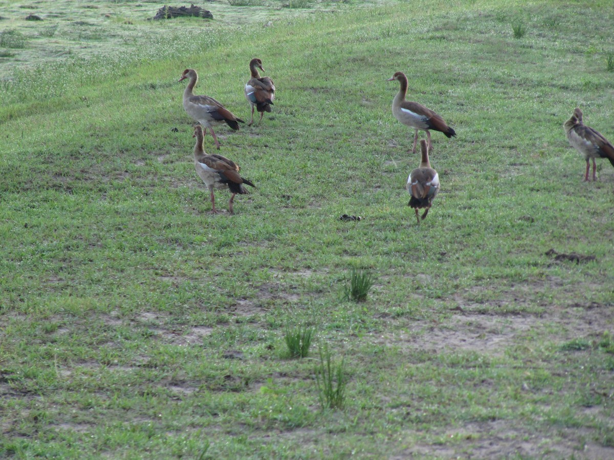 Egyptian Goose - ML609206072