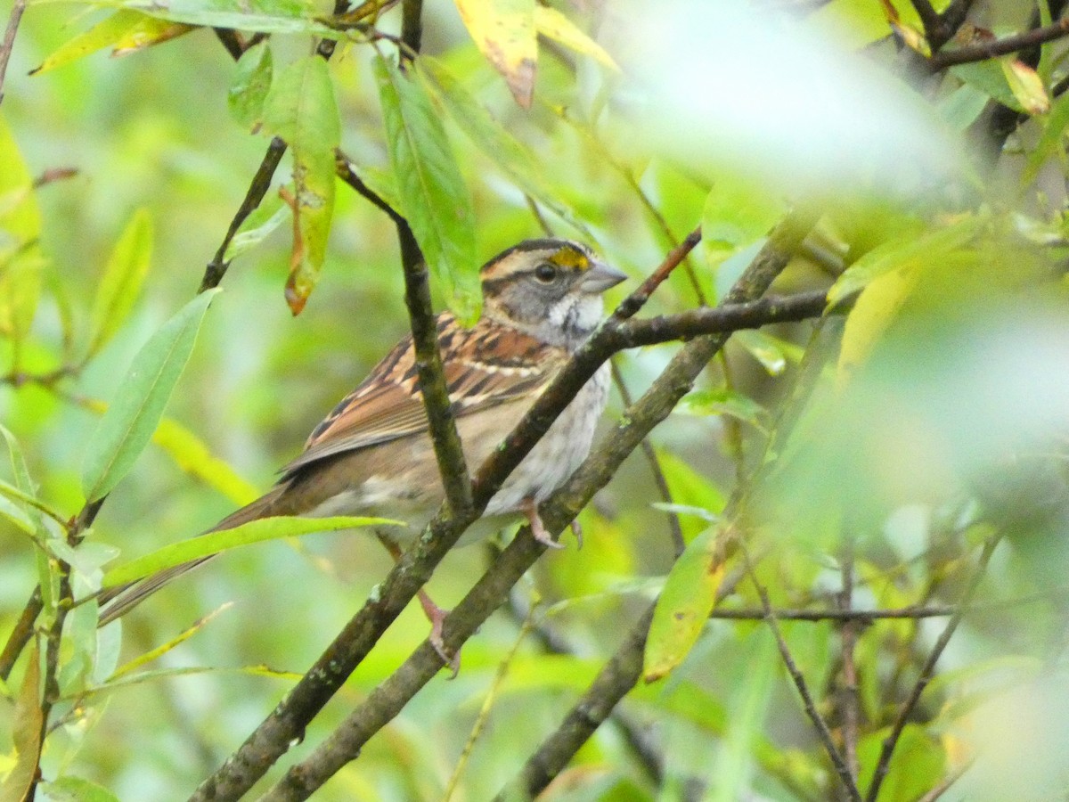 White-throated Sparrow - ML609206098