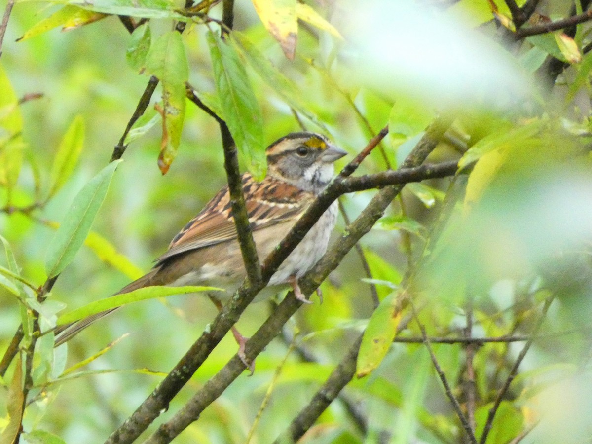 White-throated Sparrow - Pipilo erythrophthalmus