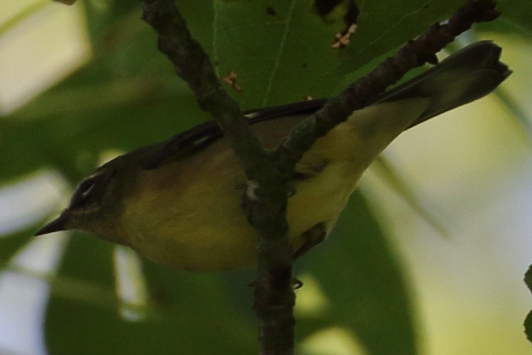 Black-throated Blue Warbler - Marie Hageman