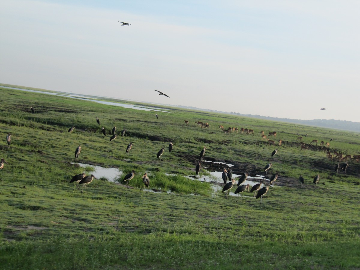 Marabou Stork - ML609206102