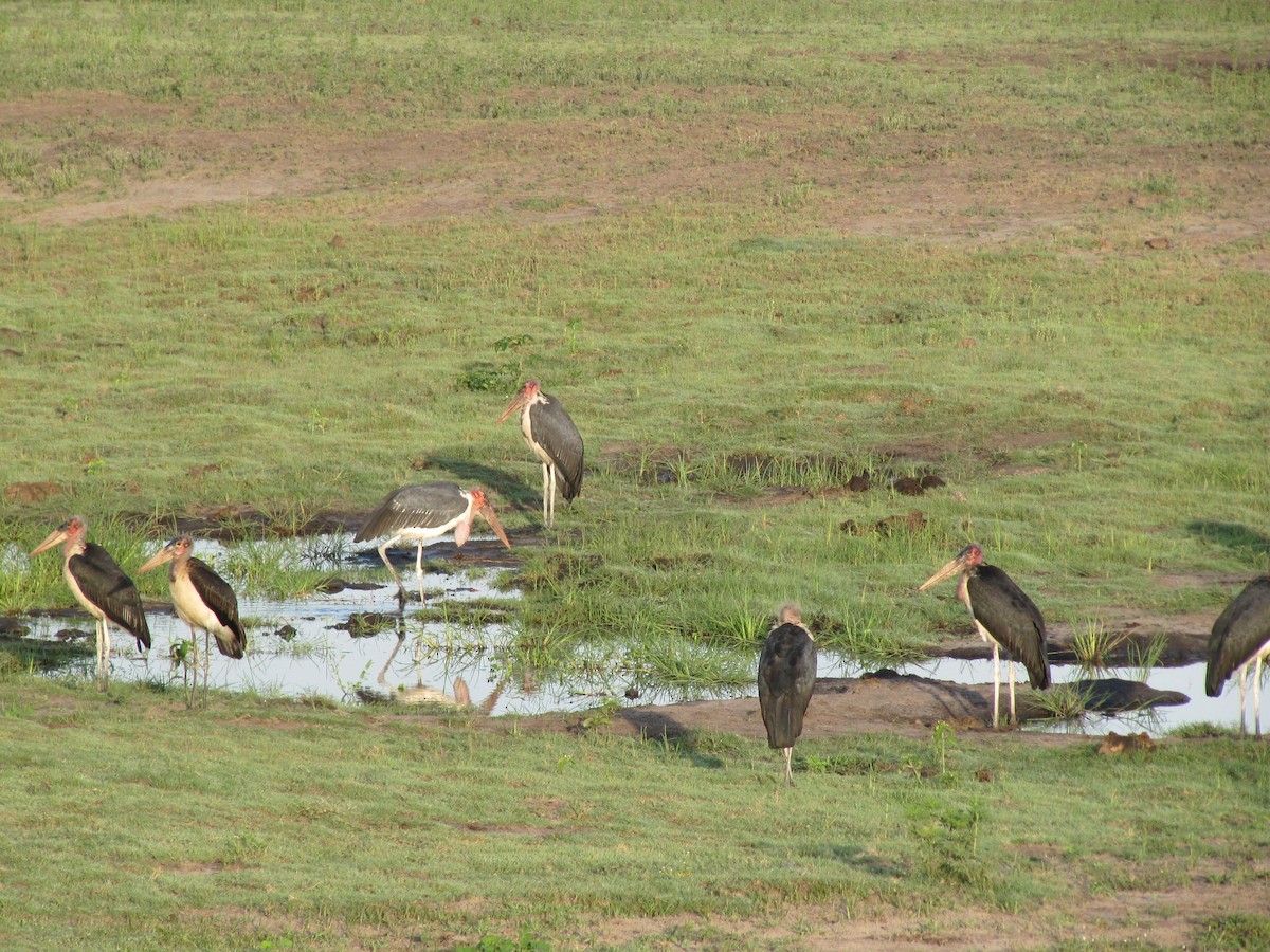 Marabou Stork - ML609206111