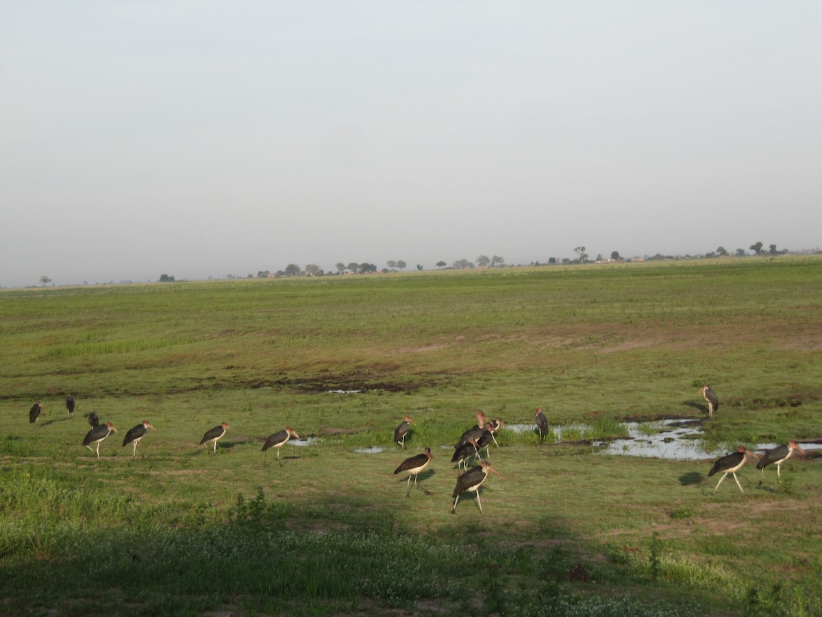 Marabou Stork - ML609206117