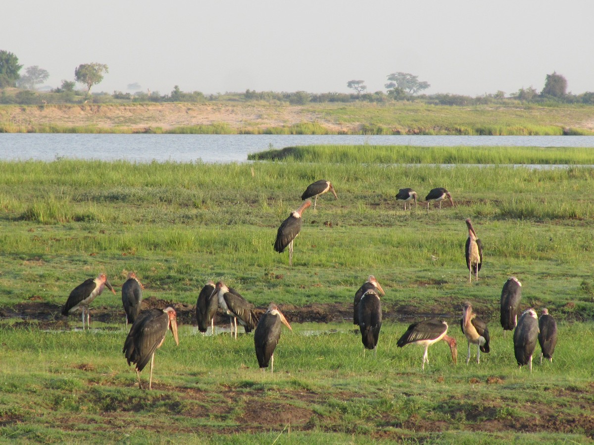 Marabou Stork - ML609206125