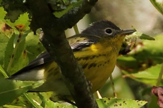 Magnolia Warbler - Marie Hageman