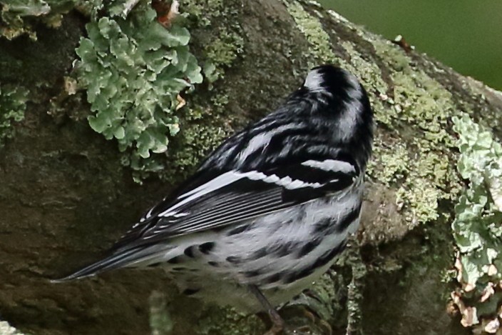 Black-and-white Warbler - Marie Hageman