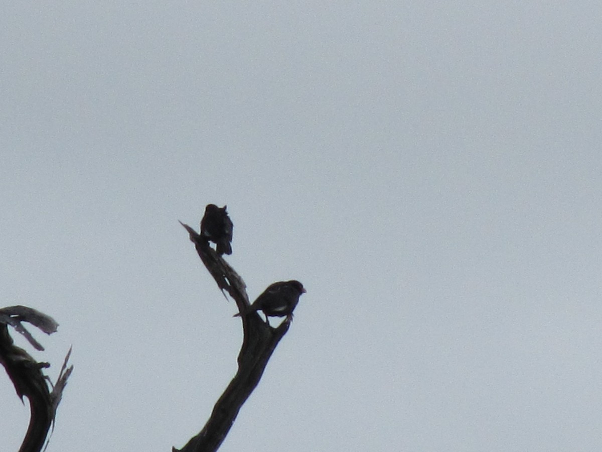 Red-billed Buffalo-Weaver - ML609206177