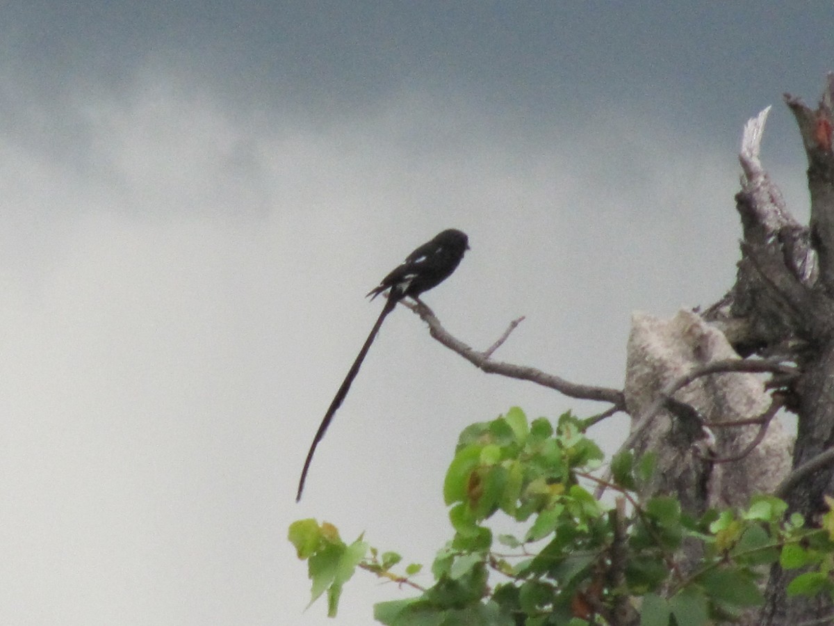 Magpie Shrike - ML609206182