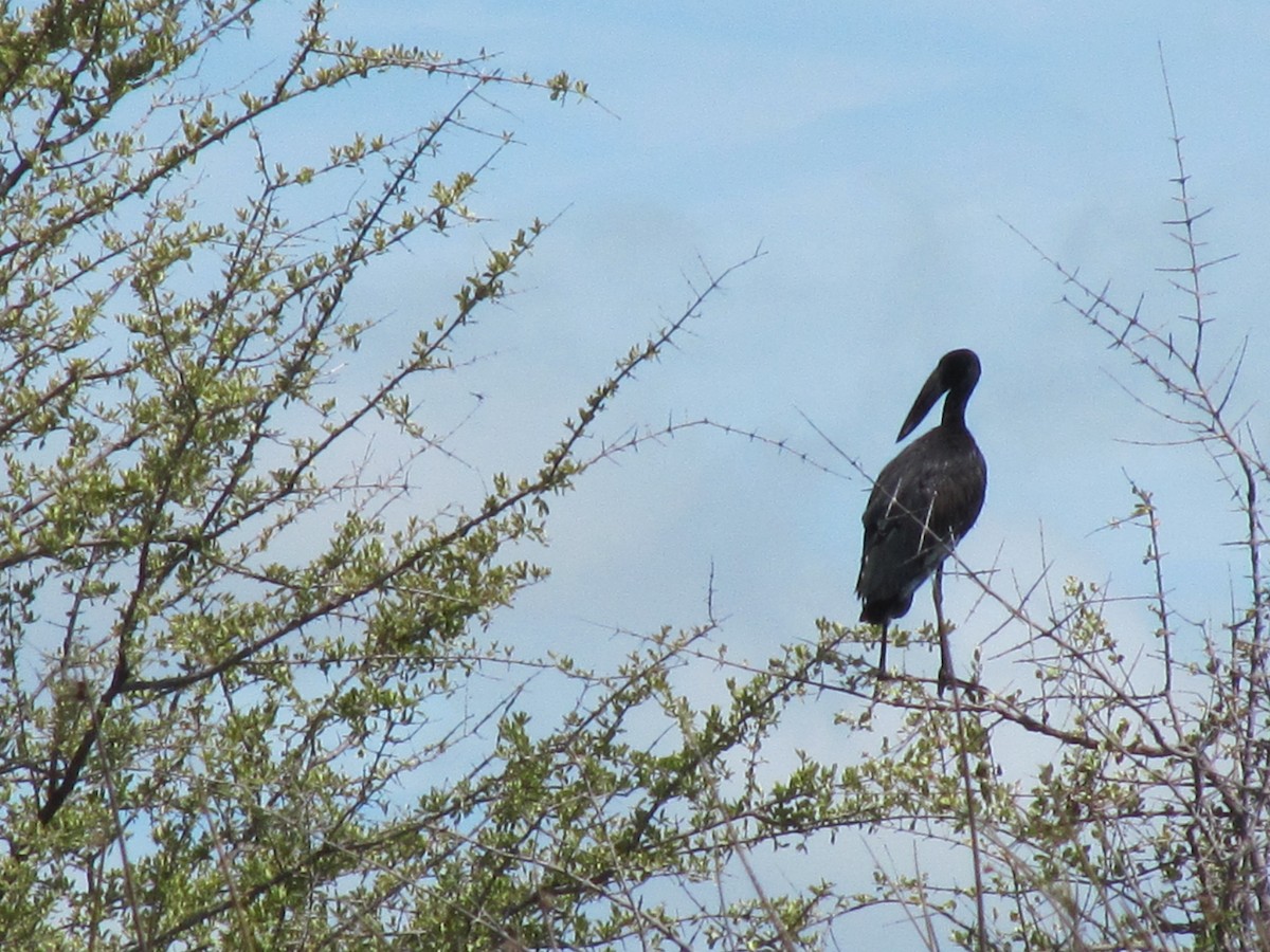 African Openbill - ML609206184