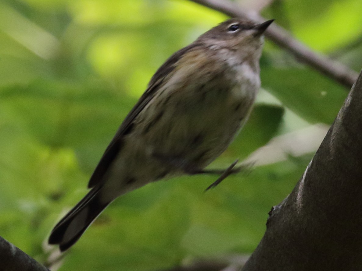 Yellow-rumped Warbler - ML609206228