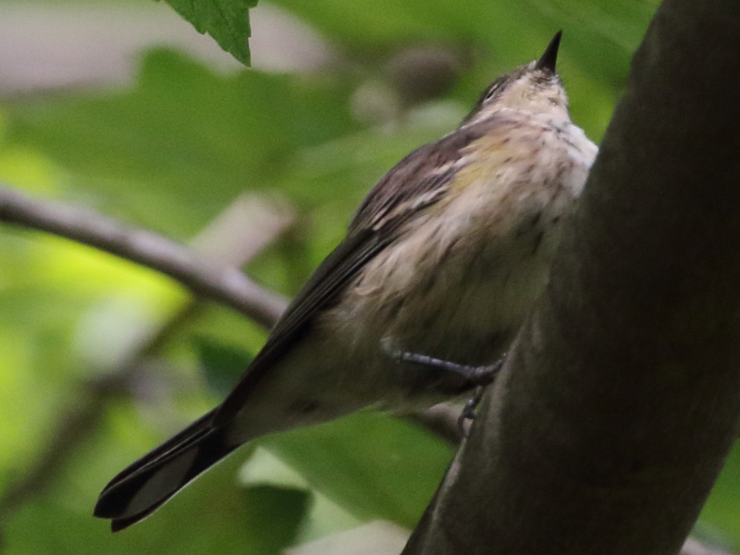 Yellow-rumped Warbler - ML609206229