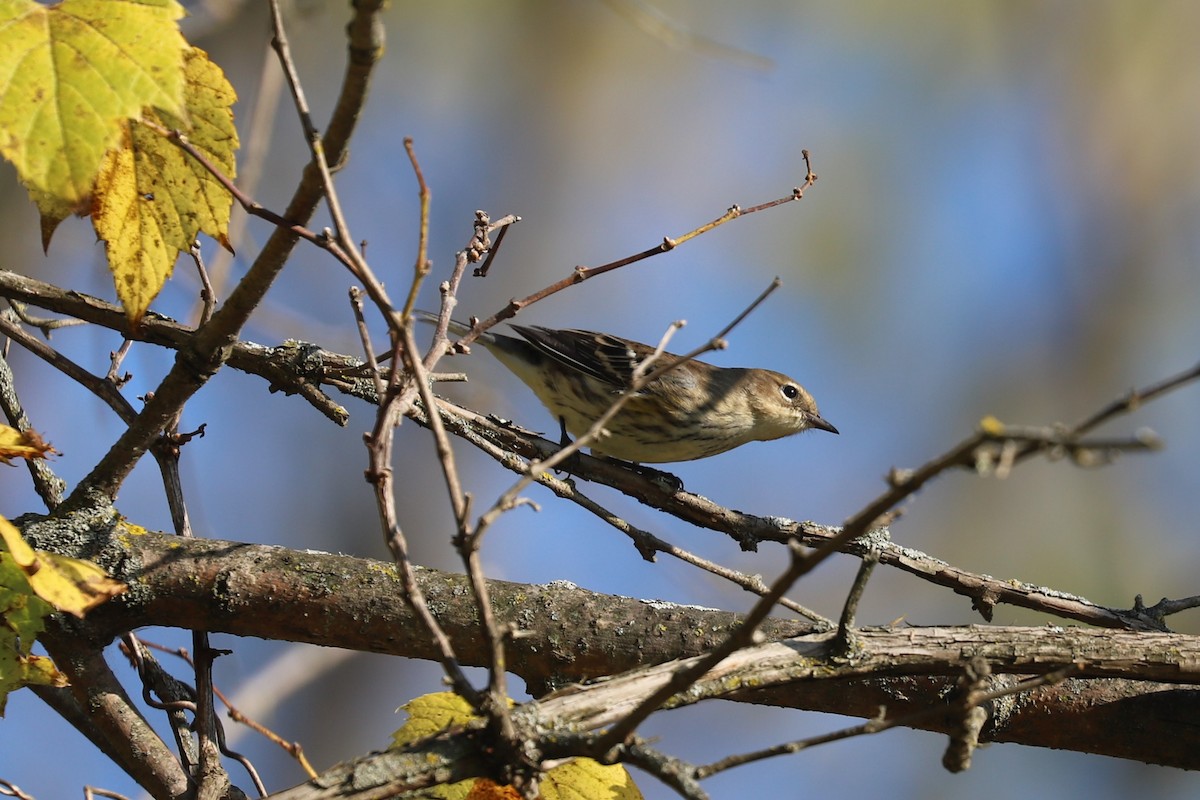 Yellow-rumped Warbler - Al S