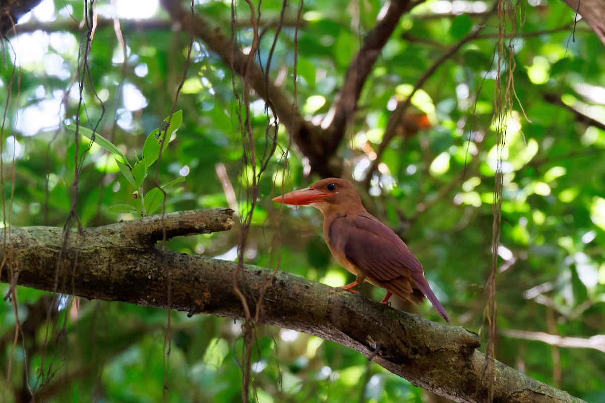 Ruddy Kingfisher - ML609206476