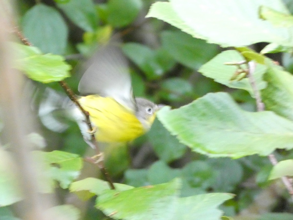 Magnolia Warbler - ML609206514