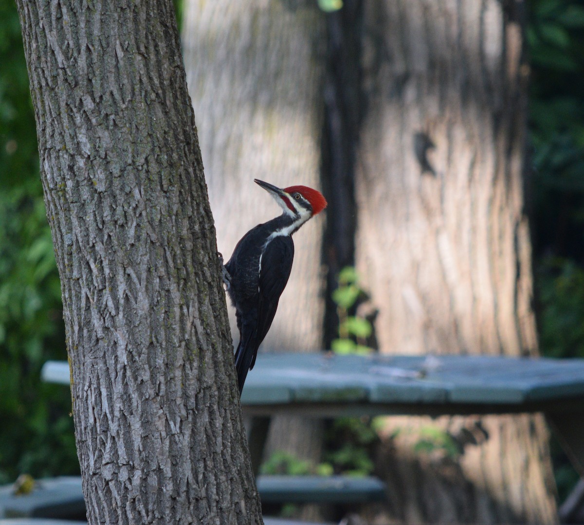 Pileated Woodpecker - ML609206608